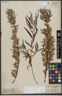 Foto von Salix viminalis L.